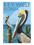 Key West  Florida - Brown Pelican