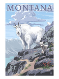 Mountain Goat and Kid - Montana