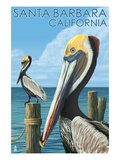 Santa Barbara  California - Pelican