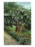 Santa Barbara  California - Monk in Mission Gardens under a Datura Tree
