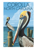 Corolla  North Carolina - Pelicans