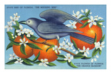 Florida - Mockingbird and Orange Blossoms  State Bird and Flower