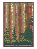 Sierra Nevada State and National Parks  California - Forest Scene