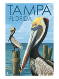 Tampa  Florida - Pelicans