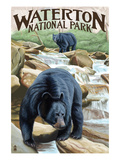 Waterton National Park  Canada - Black Bears and Waterfall