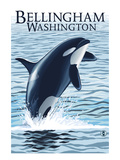 Bellingham  Washington - Orca Jumping