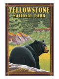 Yellowstone National Park - Black Bear in Forest