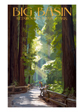 Big Basin Redwoods State Park - Pathway in Trees