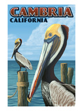 Cambria  California - Brown Pelican
