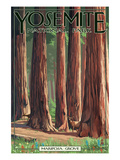 Mariposa Grove - Yosemite National Park  California