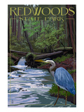 Redwoods State Park - Heron and Waterfall