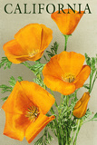 California - Poppies