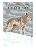 Yellowstone National Park - Wolf in Forest