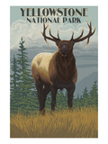 Yellowstone National Park - Elk in Forest