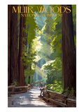 Muir Woods National Monument  California - Pathway