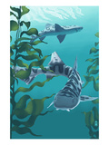 Leopard Shark