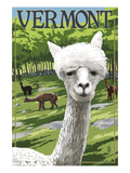 Vermont - Alpaca Scene