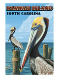 Kiawah Island  South Carolina - Pelicans