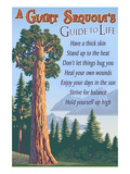 A Giant Sequoia's Guide to Life