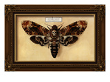 Death's Head Moth