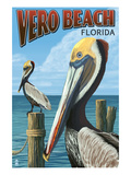 Brown Pelicans - Vero Beach  Florida