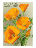 Jackson  California - Poppies