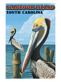 Seabrook Island  South Carolina - Pelicans