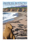 Piedras Blancas Elephant Seal Rookery - California