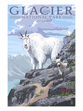 Mountain Goat and Kid - Glacier National Park  Montana