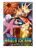 Marco Island  Florida - Shells Montage