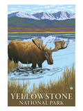 Yellowstone National Park - Moose Drinking in Lake