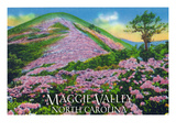 Maggie Valley  North Carolina - View of Purple Rhododendron in Bloom Near Blue Ridge Parkway