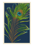 Peacock Feather