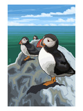 Puffins - Atlantic