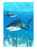 Tiger Shark