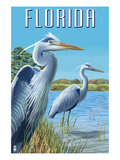 Blue Herons in Grass - Florida