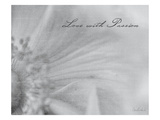 Aimer IV