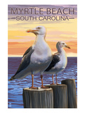 Myrtle Beach  South Carolina - Seagulls