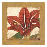 Amaryllis Bloom