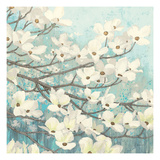Dogwood Blossoms II