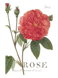 Pink Rose