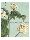 Botanique Bleu I