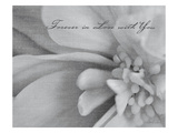 Aimer III