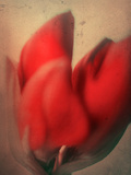 Study of an Amaryllis