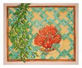 Coral Garden