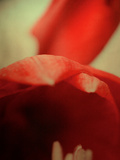 Study of an Amaryllis
