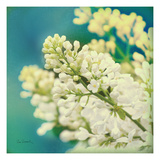 Natures Lilac Blossom