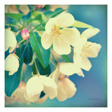 Natures Apple Blossom