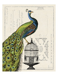 Peacock Birdcage I