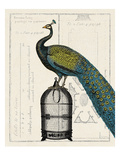 Peacock Birdcage II